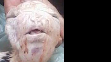 Imagem Fazendeiro diz que cabra teve filhote com cara de humano. Veja