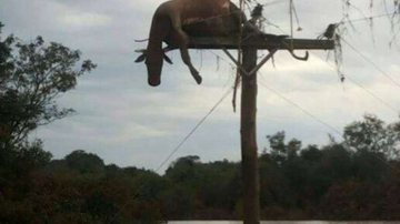 Imagem Vaca é encontrada morta em cima de poste após enchente