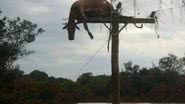 Imagem Vaca é encontrada morta em cima de poste após enchente