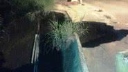 Leitor Bocão News