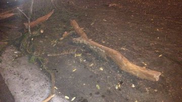 Imagem Árvore cai e destrói carro no bairro da Graça