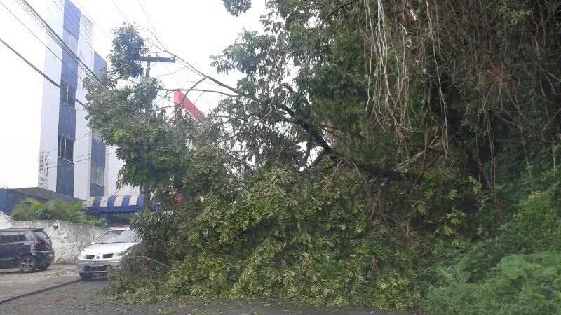 Imagem Árvore cai no meio da pista no Luís Anselmo