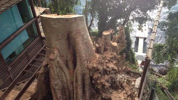 Imagem Secretário diz que empresário derrubou árvore em área nobre com autorização