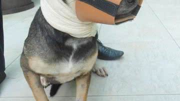 Imagem Cachorrinha late, PM fica incomodado e atira no animal no bairro do IAPI