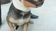 Imagem Cachorrinha late, PM fica incomodado e atira no animal no bairro do IAPI