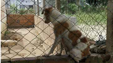 Imagem Cruz das Almas: morador denuncia canil e faz vídeo chocante dos animais. Assista