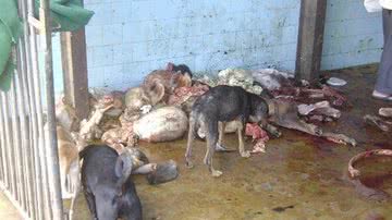 Imagem Ibicaraí: matadouro é fechado por causar riscos à saúde dos consumidores