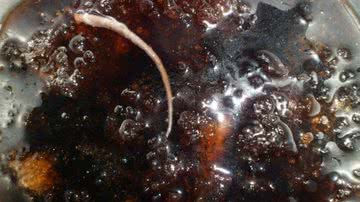 Imagem Em Camaçari, mulher encontra rabo de rato em garrafa de Coca-Cola