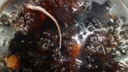 Imagem Em Camaçari, mulher encontra rabo de rato em garrafa de Coca-Cola