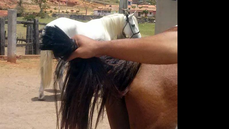 Imagem Macarani: pelos de cauda e da crina de cavalos são cortados e furtados