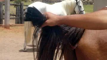 Imagem Macarani: pelos de cauda e da crina de cavalos são cortados e furtados