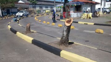 Imagem Internacional Marítima arrancou árvores para evitar quedas de galhos