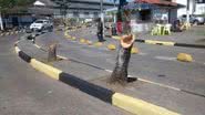 Imagem Internacional Marítima arrancou árvores para evitar quedas de galhos