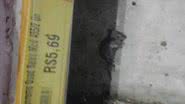 Imagem Rato morto é encontrado no supermercado Mercantil Rodrigues
