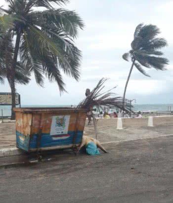 Imagem Tartaruga marinha é encontrada morta próximo a conteiner de lixo na Ondina