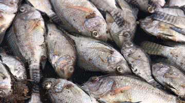 Divulgação / Site G1 Bahia