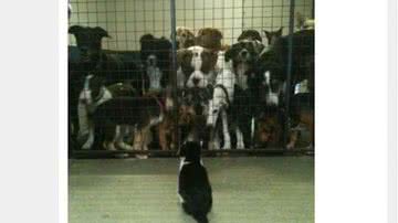 Imagem Foto que mostra gato encarando cães faz sucesso na web