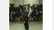 Imagem Foto que mostra gato encarando cães faz sucesso na web