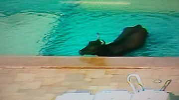 Imagem Vaca invade clube e cai em piscina na Praia do Flamengo