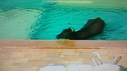 Imagem Vaca invade clube e cai em piscina na Praia do Flamengo