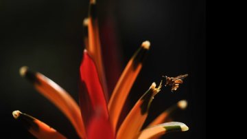 Imagem Nova técnica para reprodução de abelhas pode facilitar polinização de lavouras