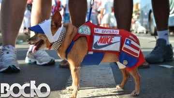 Imagem  Em dia de clássico, até o cão torcedor faz a festa