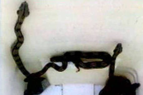 Imagem Secretário de saúde acha “normal” cobras em hospital de Salvador