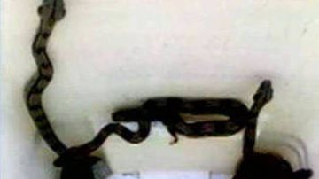 Imagem Secretário de saúde acha “normal” cobras em hospital de Salvador