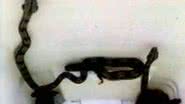Imagem Secretário de saúde acha “normal” cobras em hospital de Salvador