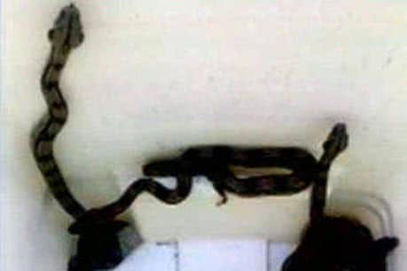 Imagem Pacientes encontram cobras na emergência do Hospital Ernesto Simões