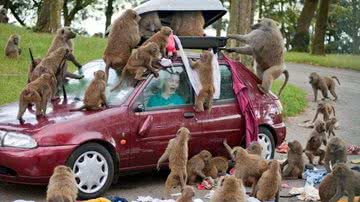 Imagem Gringos recebem guia para tomarem cuidado com macacos no Brasil