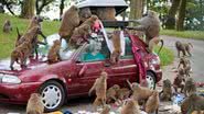 Imagem Gringos recebem guia para tomarem cuidado com macacos no Brasil