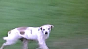 Imagem Torcedor 'vira-lata' invade campo e vira atração 