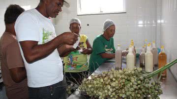 Imagem Projeto Tecsol beneficia famílias do semiárido que trabalham com Licuri