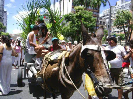 Imagem Assunto encerrado. Jegues não vão participar da Lavagem do Bonfim