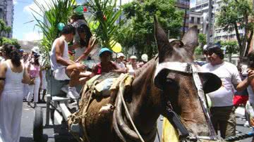 Imagem Assunto encerrado. Jegues não vão participar da Lavagem do Bonfim