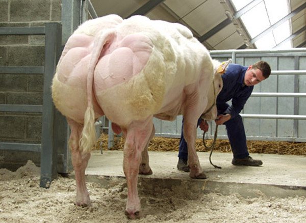 Imagem Vídeo: belgas criam “super vacas” com o dobro de massa muscular