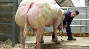 Imagem Vídeo: belgas criam “super vacas” com o dobro de massa muscular