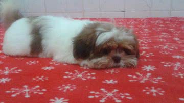 Imagem Bandido armado assalta e leva cão de donos no Subúrbio