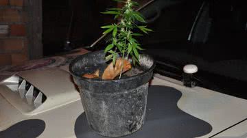 Imagem PM apreende 4,5kg de maconha, 121 pinos de cocaína em Simões Filho