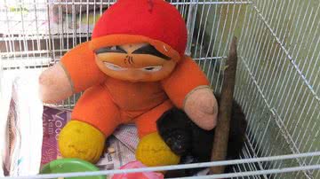 Imagem Filhotes de macacos órfãos se apegam a bichos de pelúcia em Manaus