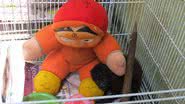 Imagem Filhotes de macacos órfãos se apegam a bichos de pelúcia em Manaus