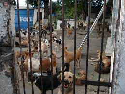 Imagem Abrigos de animais pedem ajuda