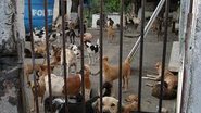 Imagem Abrigos de animais pedem ajuda