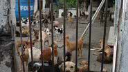 Imagem Abrigos de animais pedem ajuda