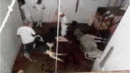 Imagem Vídeo: boi é abatido a machadadas em Coité