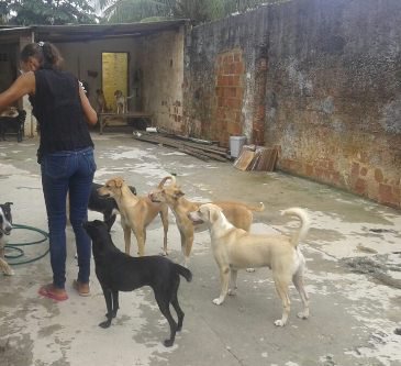 Imagem Abrigo de animais apela para adoção de cães e doações