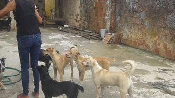 Imagem Abrigo de animais apela para adoção de cães e doações