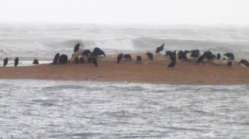 Imagem Quarta baleia jubarte é encontrada morta no extremo sul da Bahia