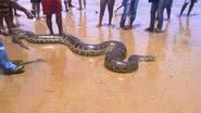 Imagem Cobra sucuri de aproximadamente três metros é encontrada na praia de Itacaré